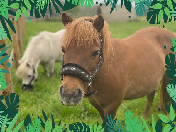 VIP Animal Encounters - Ponies