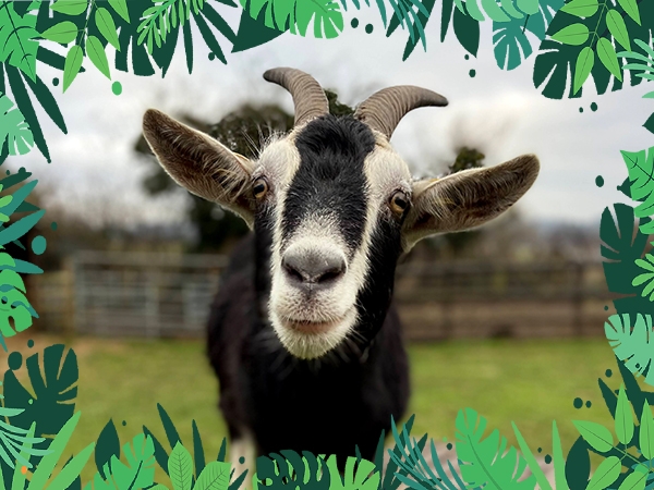 VIP Animal Encounters - Goats & Sheep