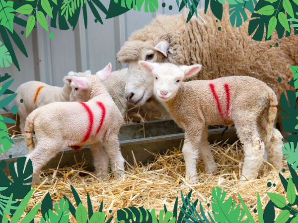 VIP Animal Encounters - Sheep & Lambs