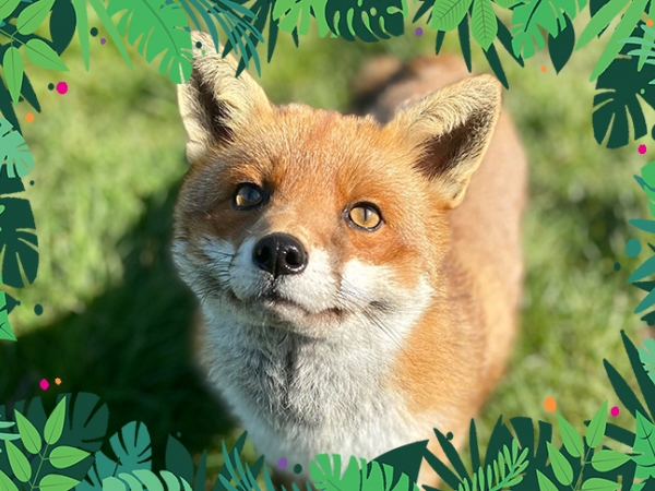 VIP Animal Encounters - Foxes